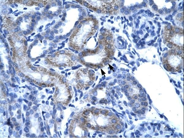 SSBP2 Antibody (aa131-180, Biotin)