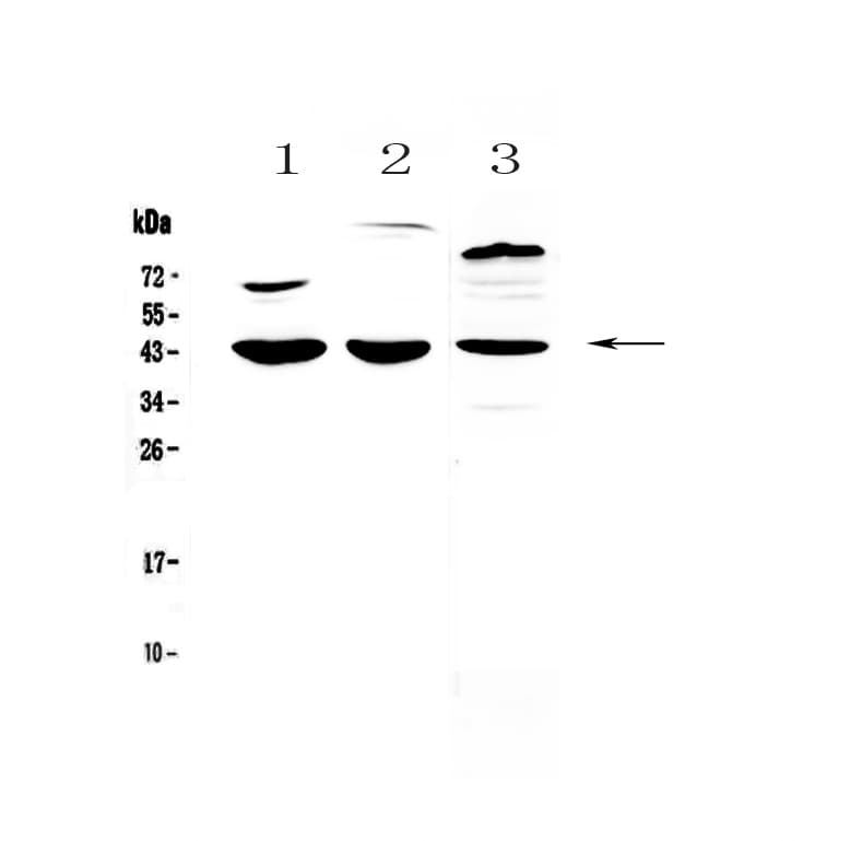 IL18BP Antibody