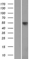 SOX8 Protein (Over-Expression Lysate Myc-DDK (Flag))