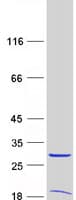 Human EAN57 Protein (Recombinant Myc-DDK (Flag))