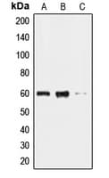 CLK2 Antibody (N-Terminus)