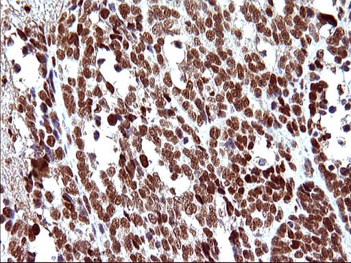 POLR3GL Antibody (clone OTI5E8, Carrier-free)