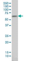Monoclonal Mouse anti-Human AKT1 Antibody (clone 4B9, WB)