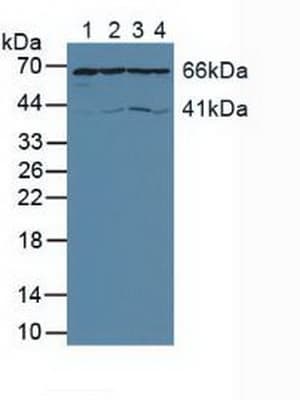AIFM1 / AIF / PDCD8 Antibody (aa103-322)