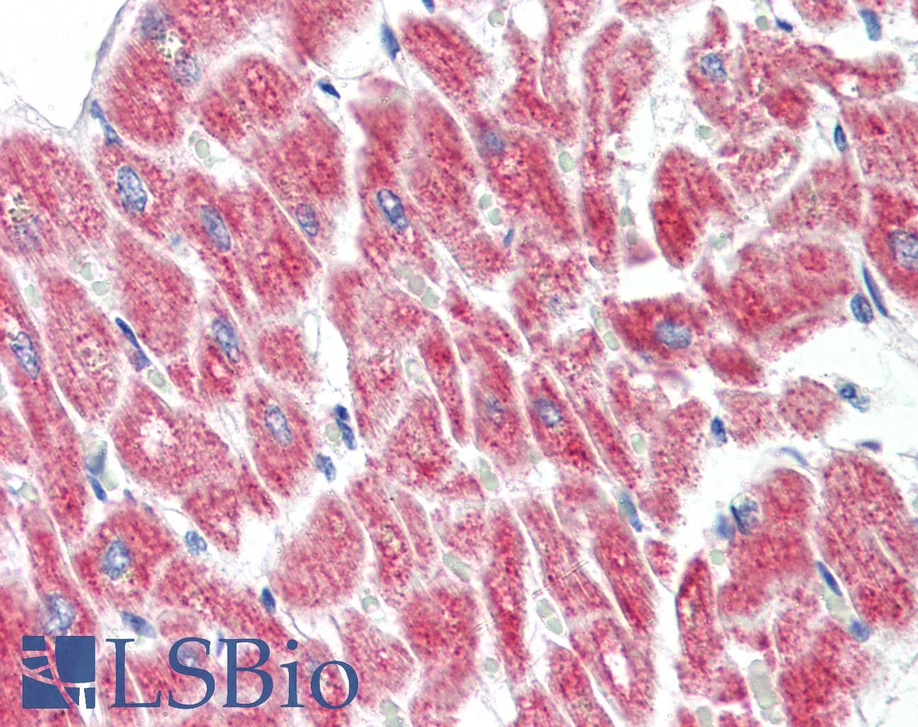 IHC-plus™ AMBRA1 Antibody