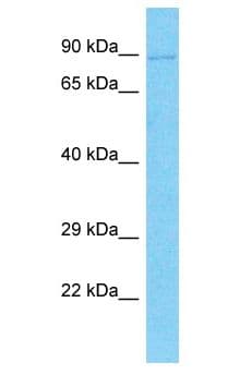 DNMBP / TUBA Antibody (aa651-700)