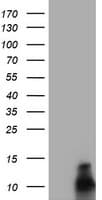 FXYD3 Antibody (clone OTI1F12)