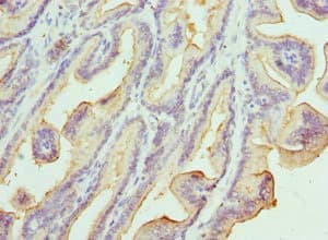 KLK10 / Kallikrein 10 Antibody