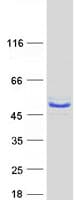 Human MOCS3 Protein (Recombinant Myc-DDK (Flag))