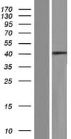 GSG1 Protein (Over-Expression Lysate Myc-DDK (Flag))