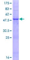 Human METTL15 / METT5D1 Protein (Recombinant GST)