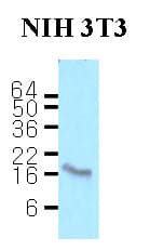 IHC-plus™ Calmodulin Antibody (aa1-149, clone J4D8)
