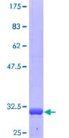 Human IL27 Protein (Recombinant GST, N-terminus)
