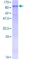 Human PCSK7 / PC7 Protein (Recombinant GST)