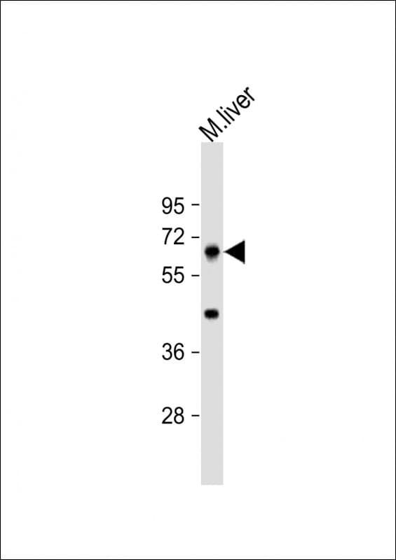 PRODH Antibody (aa429-461)