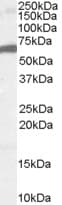 PathPlus™ FOXA2 Antibody (aa453-463)
