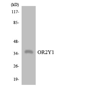 OR2Y1 Antibody (aa151-200)