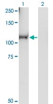 RGL1 / RGL Antibody (clone 2D10)