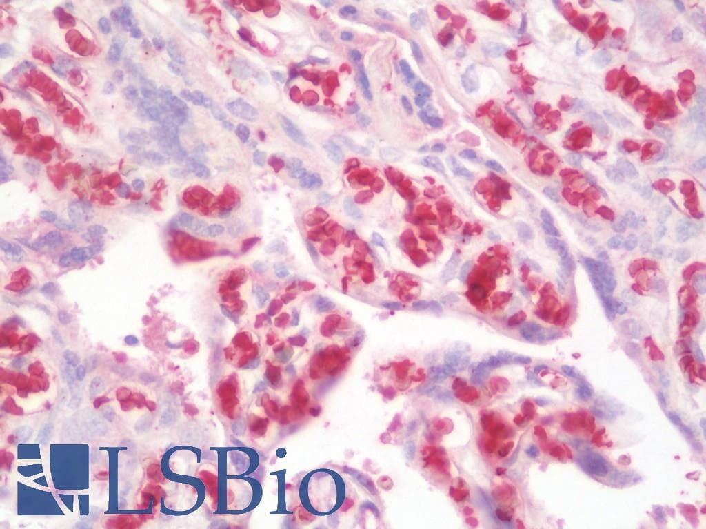 IHC-plus™ HBA1+2 / Hemoglobin Alpha Antibody (aa100-128)