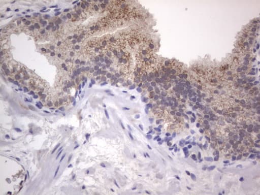 DDOST / OST48 Antibody (aa131-378, clone OTI2B4)