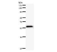 Monoclonal Mouse anti-Human RFXAP Antibody (clone RFXAD55A, WB)