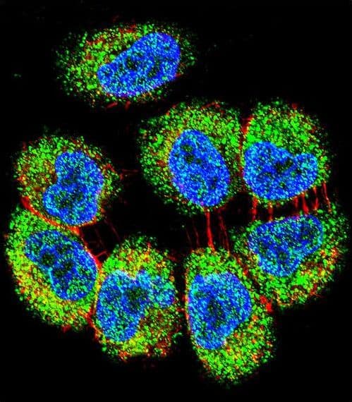 TRIM65 Antibody (aa327-355)
