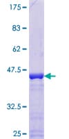 Human SNRPC / U1C Protein (Recombinant GST)