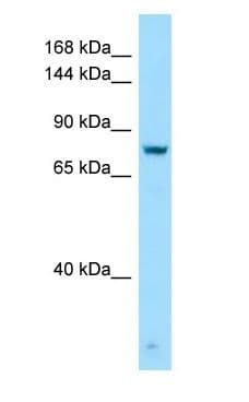 GPRC6A Antibody (C-Terminus)