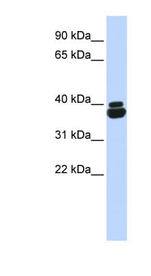 OTP Antibody (aa36-85)