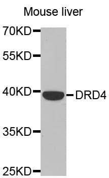 DRD4 / Dopamine Receptor D4 Antibody