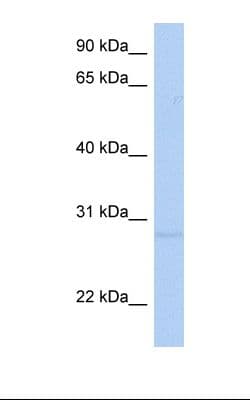 RNF41 Antibody (aa74-123, Biotin)