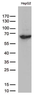 Monoclonal Mouse anti-Human SLU7 / 9G8 Antibody (clone OTI5A7, aa1-300, IHC, WB)