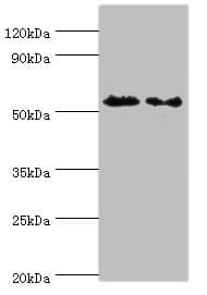 AUTL1 / ATG4C Antibody (aa259-458)