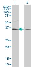 Monoclonal Mouse anti-Human TCEA1 / TFIIS Antibody (clone 1B7, WB)