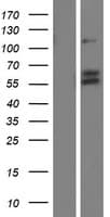VGF Protein (Over-Expression Lysate Myc-DDK (Flag))