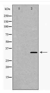 HMOX1 / HO-1 Antibody