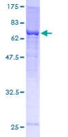 Human SEPT6 / Septin 6 Protein (Recombinant GST)