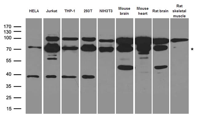 PTPN11 / SHP-2 / NS1 Antibody