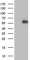 AKT1 Antibody (clone OTI3B4, Carrier-free)