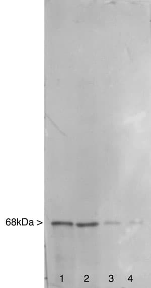 IHC-plus™ NF-L / NEFL Antibody