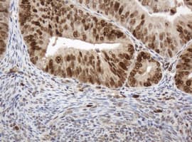 PCNA Antibody (clone OTI3A3, Carrier-free)