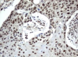 Monoclonal Mouse anti-Human ERCC4 / XPF Antibody (clone UMAB20, IHC, IF, WB)