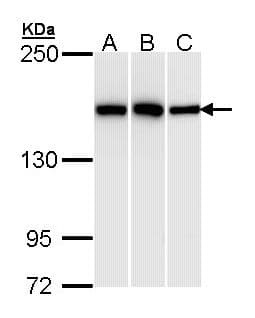 Polyclonal Rabbit anti-Human HDLBP / Vigilin Antibody (WB)