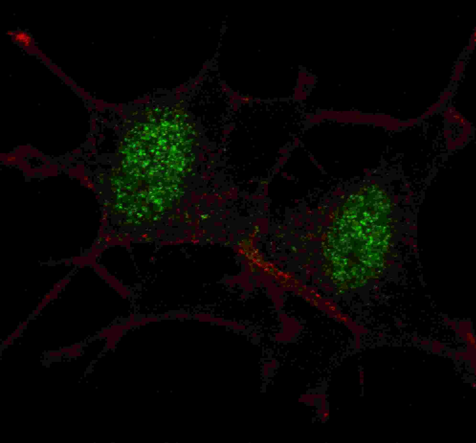SMAD2 Antibody (Ser118)