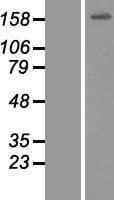CEP164 Protein (Over-Expression Lysate Myc-DDK (Flag))