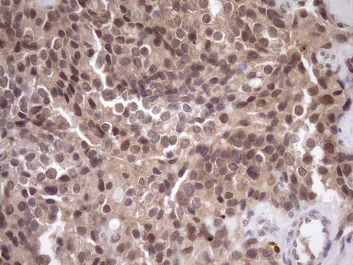 SCMH1 Antibody (aa1-309, clone OTI5E6, Carrier-free)