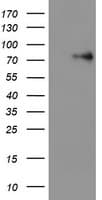 LIMK1 / LIMK Antibody (clone OTI8C8)