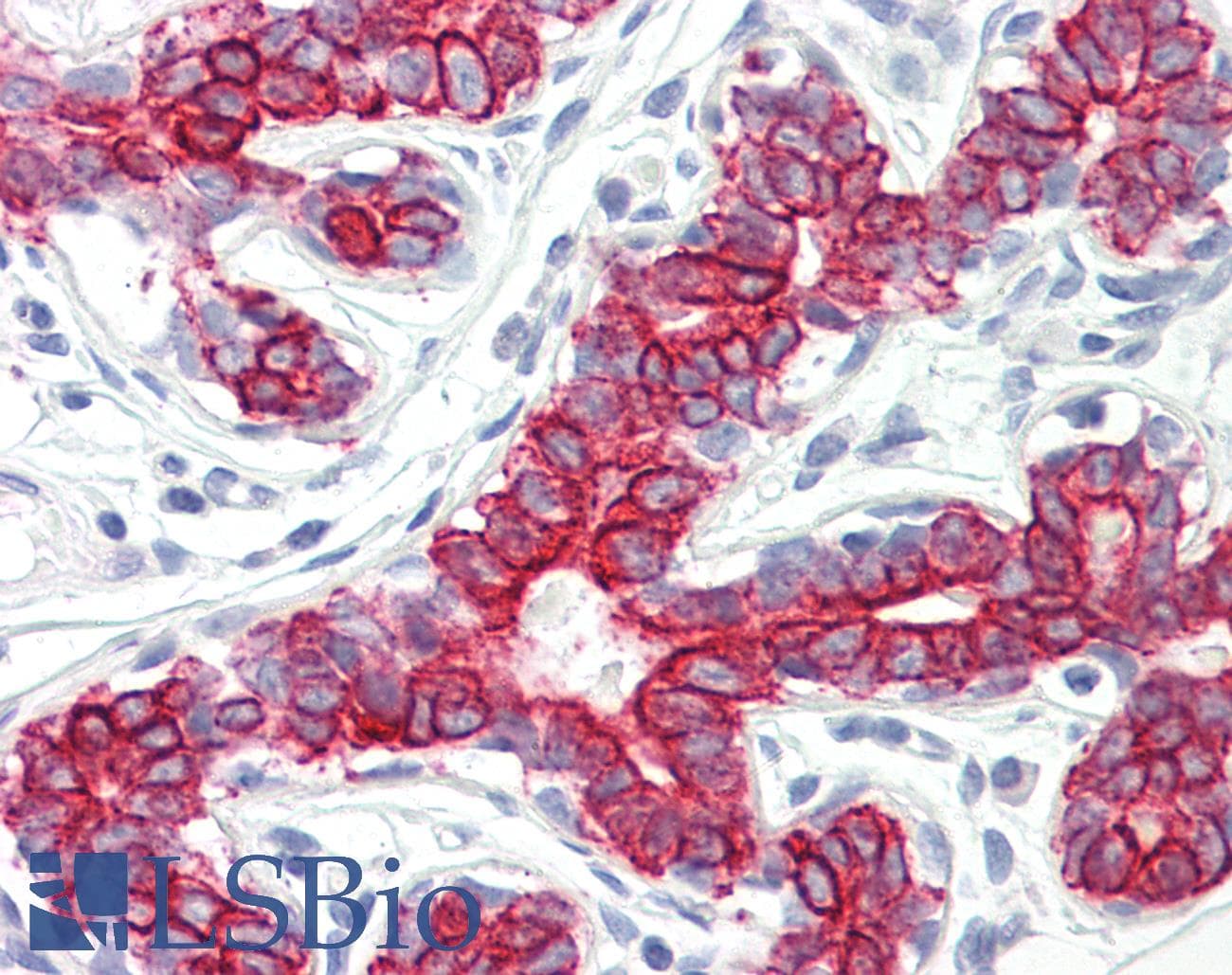 IHC-plus™ PEX7 Antibody (aa204-253)