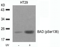 BAD Antibody