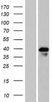 NAA30 Protein (Over-Expression Lysate Myc-DDK (Flag))